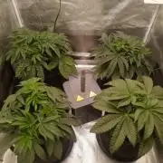 Mein erstes Growdiary
