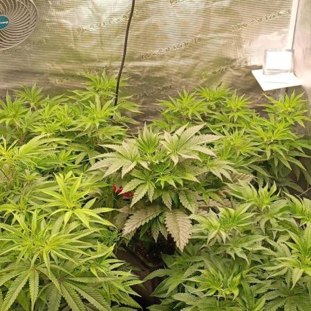 Mein erstes Growdiary
