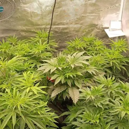 Mein erstes Growdiary