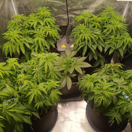 Mein erstes Growdiary