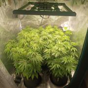Mein erstes Growdiary