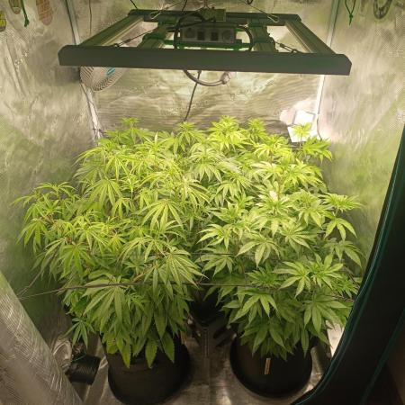 Mein erstes Growdiary