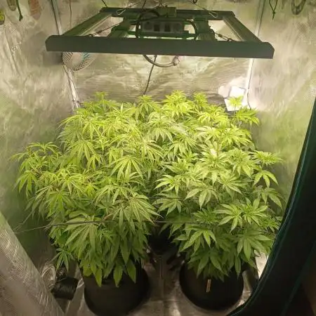 Mein erstes Growdiary
