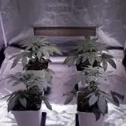 Cultivo interior Scrog Tenerife