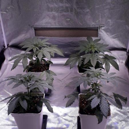 Cultivo interior Scrog Tenerife