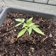 The first one