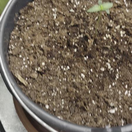 Mr.Grow515