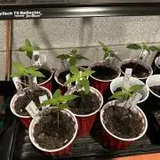 ZARA GROW