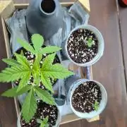 North eu outdoor photo grow