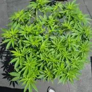 North eu outdoor photo grow