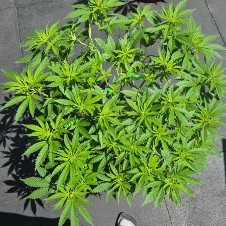 North eu outdoor photo grow