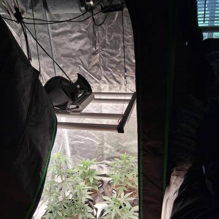 BrannBrittschatgbtgrow