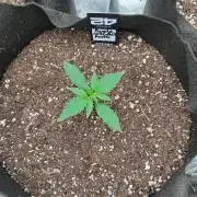 BrannBrittschatgbtgrow