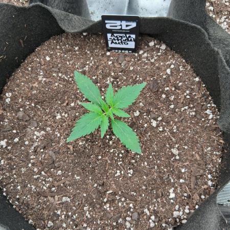 BrannBrittschatgbtgrow