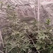 BrannBrittschatgbtgrow