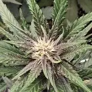 BrannBrittschatgbtgrow