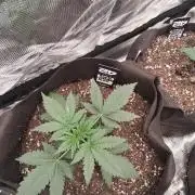 BrannBrittschatgbtgrow
