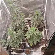 BrannBrittschatgbtgrow