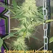 breeding with GG4 pollen
