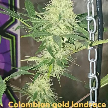 breeding with GG4 pollen