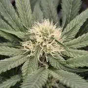 New project masonic seeds
