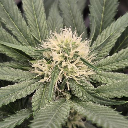 New project masonic seeds