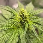 New project masonic seeds