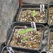 New project masonic seeds