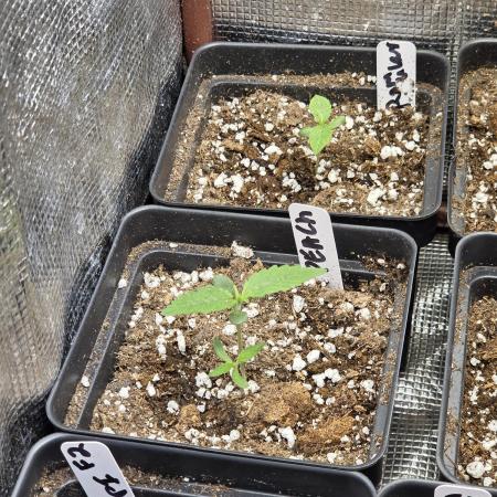 New project masonic seeds