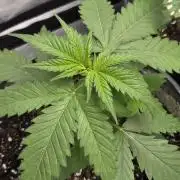 New project masonic seeds
