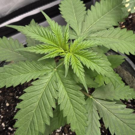New project masonic seeds