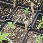 canna culture