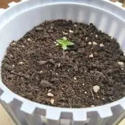 DELICIOUS COOKIES AUTO