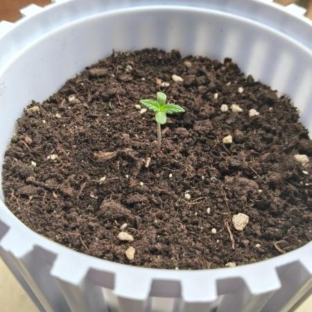 DELICIOUS COOKIES AUTO