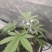My gardn