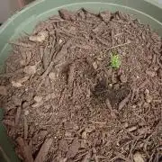 First time beginner grow