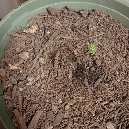 First time beginner grow