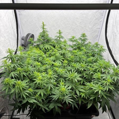 Bangi Haze x Tom Hill Haze regular