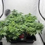 Bangi Haze x Tom Hill Haze regular