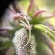 Bangi Haze x Tom Hill Haze regular