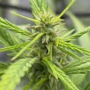 Bangi Haze x Tom Hill Haze regular