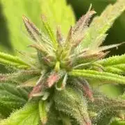 Bangi Haze x Tom Hill Haze regular