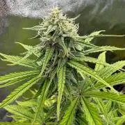 Sticky orange xxl and super skunk auto