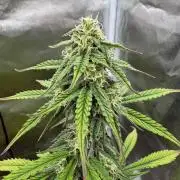 Sticky orange xxl and super skunk auto