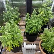 Sticky orange xxl and super skunk auto