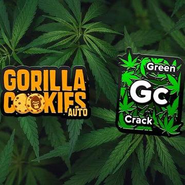 FastBuds - Green Crack x Gorilla Cookies