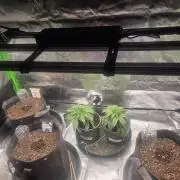 grow tent