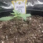 Mephisto Grow