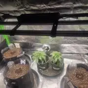 Grow Tent 1