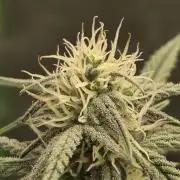 Mephisto Grow